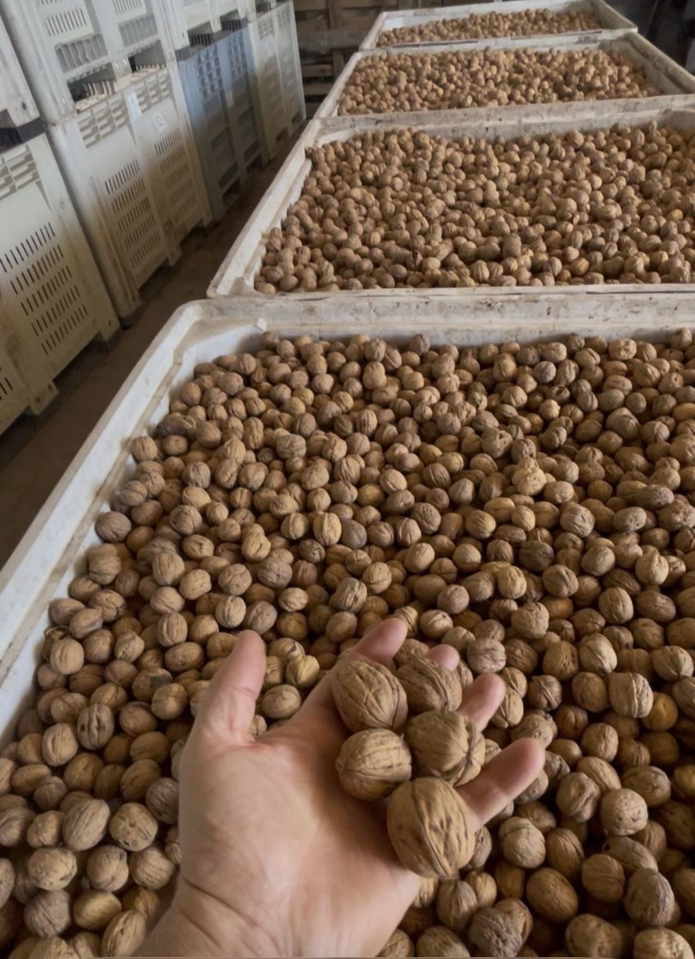 Nueces secas almacenadas listas para despacho
