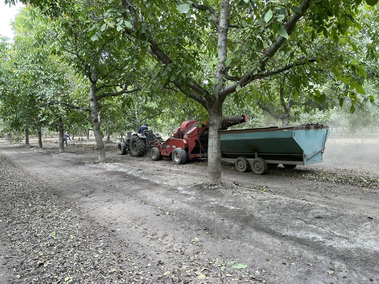 Cosecha mecanizada en el huerto