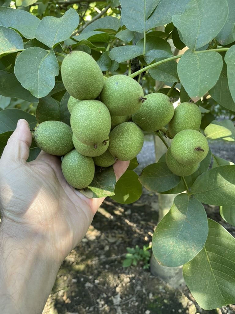 Nueces frescas en el árbol